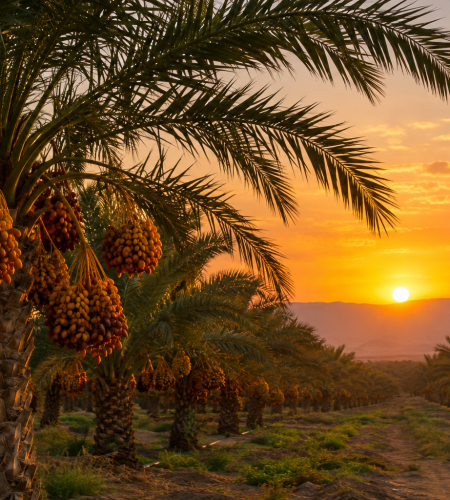 Golden Date Palm Grove at Sunset